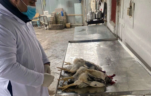 İsmayıllıda qanunsuz fəaliyyət göstərən quş kəsimi sexi aşkarlanıb