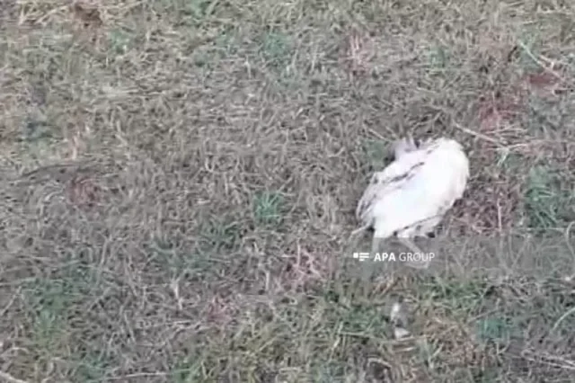 Ev quşları naməlum səbəbdən kütləvi tələf olurlar - Təsərrüfat sahiblərindən ŞİKAYƏT - FOTO
