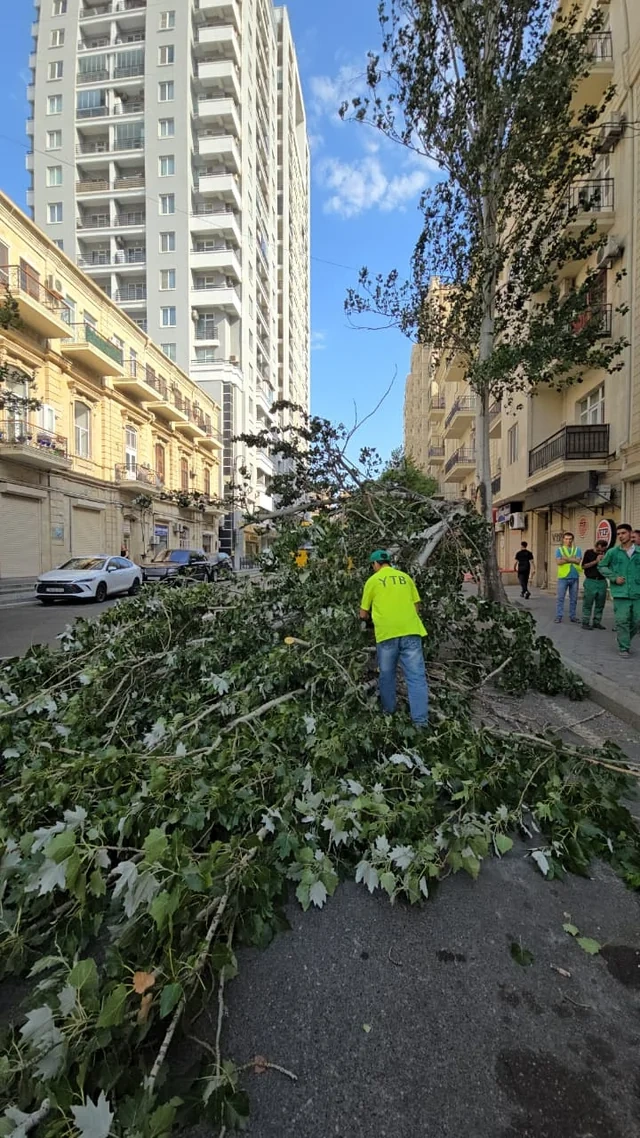 Küləkli hava şəraiti ilə bağlı Bakıda aşan ağacların SAYI MƏLUM OLDU - FOTO