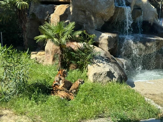 Bakı Zooloji Parkında Amur pələngi balaları dünyaya gəlib - FOTO