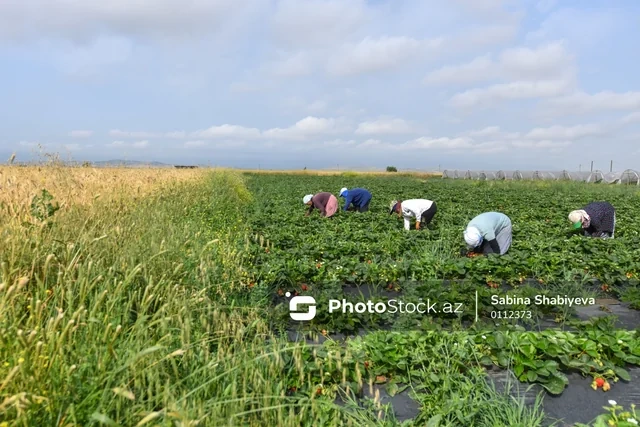 Altı milyard dollarlıq ixrac hədəfinə doğru: Kimin üzərinə hansı vəzifələr düşür? - FOTO