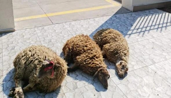 Azadlığını nazirliyin qoyunlarına qurban verdi