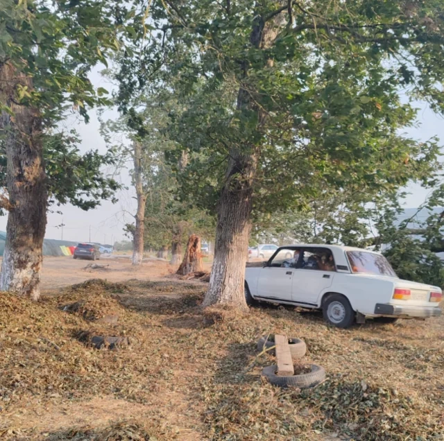 Cəlilabadda ağac hərəkətdə olan avtomobilin üzərinə aşıb - FOTO