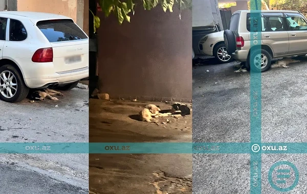 Sahibsiz itlər Binəqədi sakinlərinin rahatlığını pozub: "Küçəyə çıxmağa qorxuruq" - VİDEO
