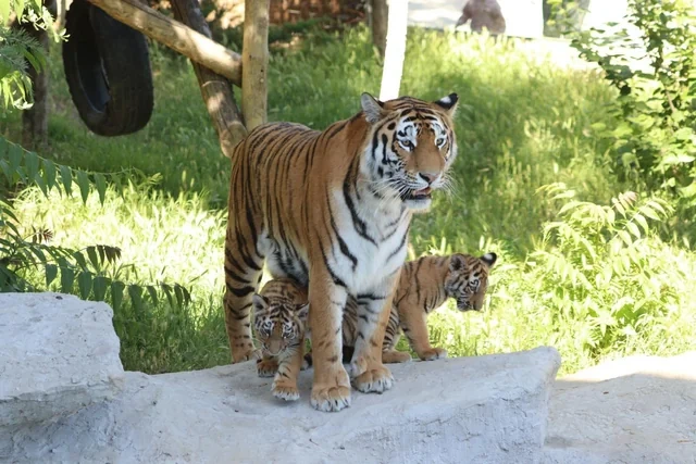 Bakı Zooloji Parkında Amur pələngi balaları dünyaya gəlib - FOTO