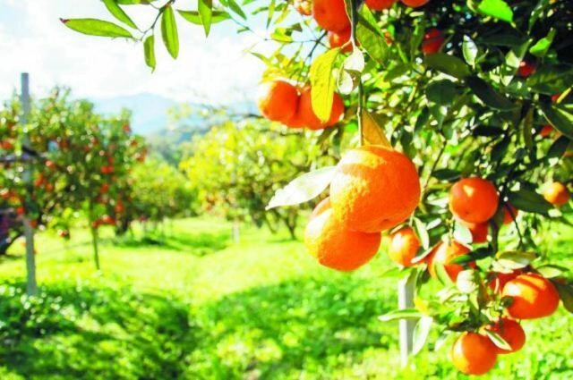 Ürəyiniz üçün portağal yeyin