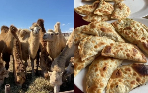 "Dəvə qutabı" adı ilə müştərilər aldadılır: Paytaxt restoranları ilə bağlı İDDİA