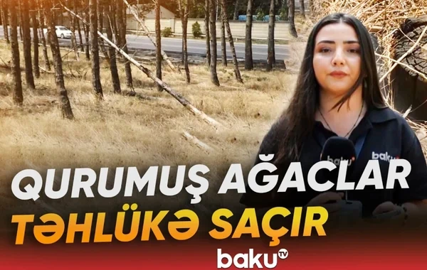 Binəqədidə qurumuş ağaclarla bağlı niyə tədbir görülmür? - VİDEO