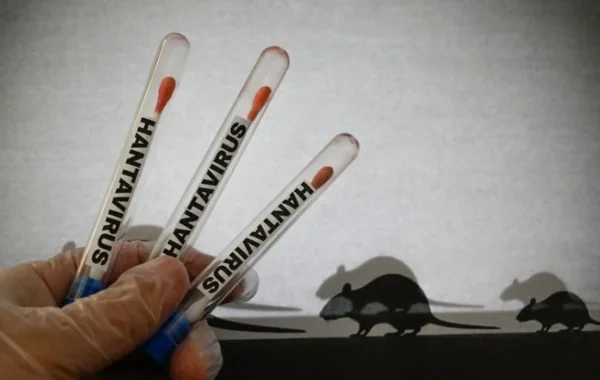 İnfeksionistdən hantavirus XƏBƏRDARLIĞI: "Ölüm riski yüksəkdir" - FOTO