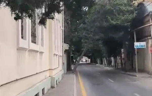 Bakıda əyilmiş ağac sakinləri narahat edir: "Aşma təhlükəsi var" - VİDEO