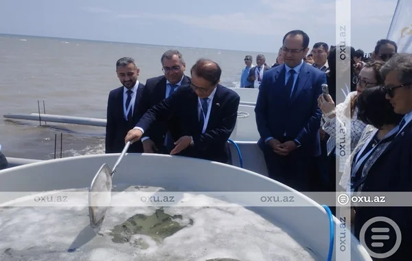 Neftçalada nərə balıqlarının təbiətə buraxılması aksiyası keçirilib - FOTO
