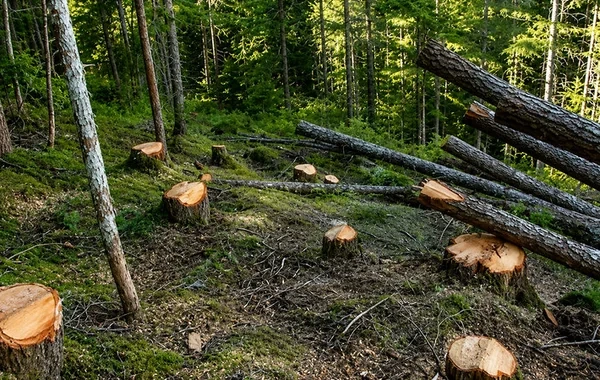 Ağaclar qanunsuz kəsildi, təbiətə 225 min manatdan çox ziyan vuruldu