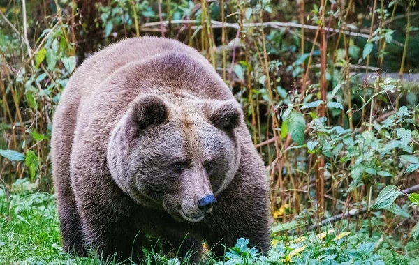 Altayda turist qadının dəhşətli ölümü: "Günahkar" ayı məhv edildi