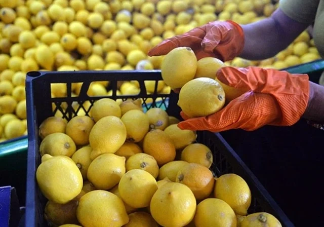 Limon bazarının "turş reallığı": Qazanc var, maraq yoxdur - Foto