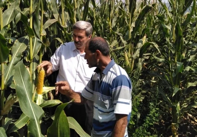 Azərbaycana qarğıdalı idxalı kəskin azaldı: Səbəb nədir?
