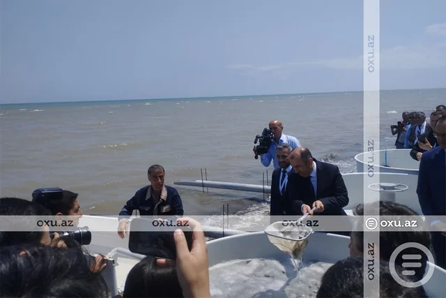 Neftçalada nərə balıqlarının təbiətə buraxılması aksiyası keçirilib - FOTO