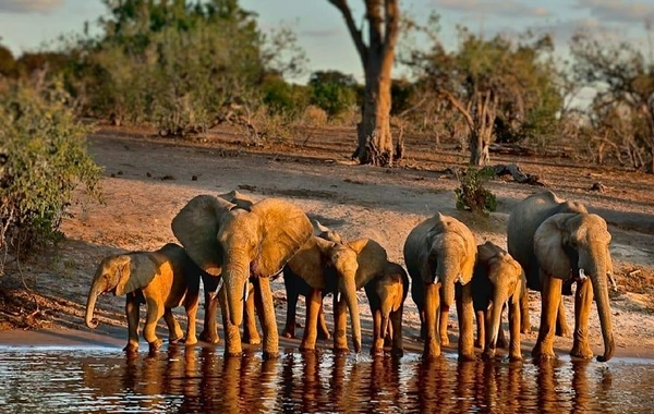 Afrika ölkəsi Almaniyanı 40 min fillə hədələdi