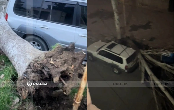 Küləyin fəsadları davam edir: Ağac maşınların üzərinə aşdı