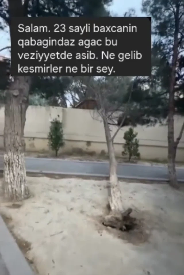 Yeni Günəşlidə uşaq bağçasının qarşısında ağac aşdı - FOTO