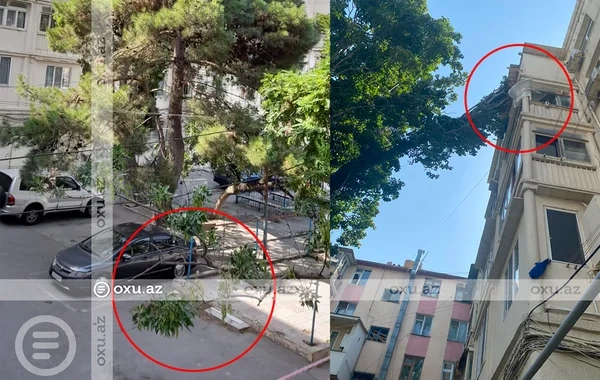 Bakıda ağac beşmərtəbəli binanın üzərinə aşdı - FOTO - VİDEO