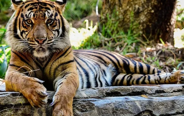 Britaniyada qorxulu anlar: Zoopark ziyarətçisi pələngin olduğu qəfəsə tullandı - Video
