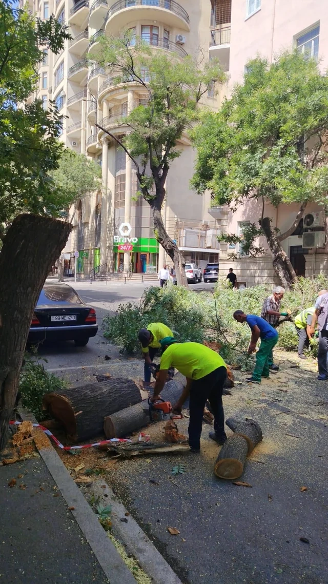 Bakıda güclü külək səbəbindən AĞACLAR AŞIB - FOTO