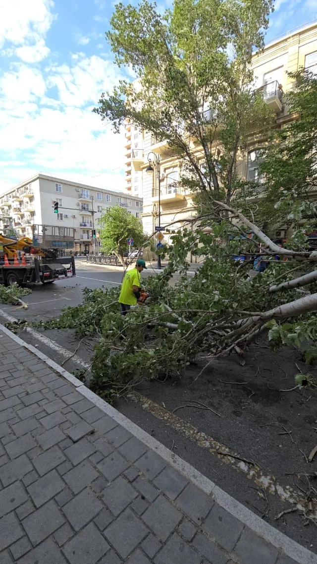 Küləkli hava şəraiti ilə bağlı Bakıda aşan ağacların SAYI MƏLUM OLDU - FOTO
