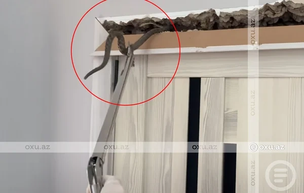 Ləhiş bağlarında yaşayış evindən ilan çıxıb - FOTO - VİDEO