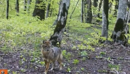 Hirkan Milli Parkı tullantıların əsirinə çevrilib - Foto