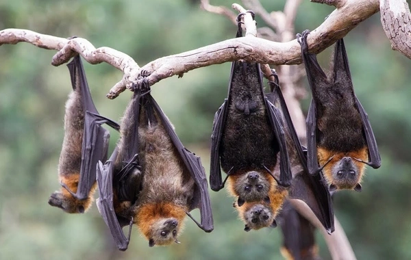 Ekspertlər Nipah virusuna yoluxmanın simptomlarını sadalayıblar