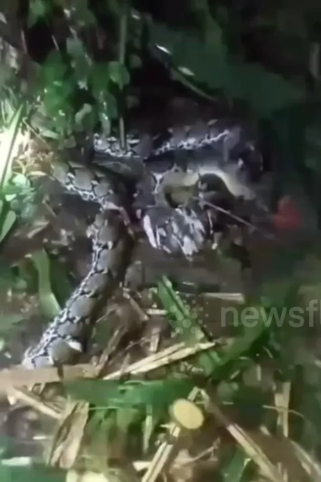 İndoneziyada tükürpərdən hadisə: Nəhəng piton qadını uddu - FOTO - VİDEO