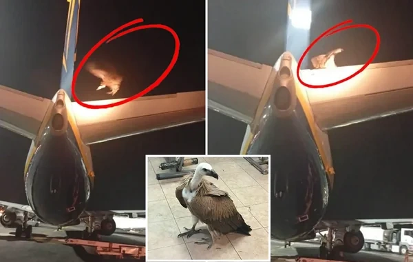 Yunanıstanda sərnişin təyyarəsinin uçuşu kərkəs quşuna görə təxirə salındı - FOTO