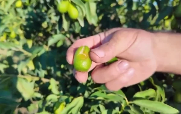 Lənkəranda qeyri-sabit hava şəraiti sitrus meyvə bağlarına ciddi ziyan vurub - Foto