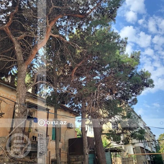 Nizami rayonunda budanmayan ağaclar sakinlərin həyatına təhlükə yaradır - Foto