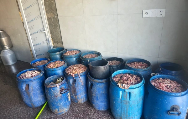 Novxanıda fəaliyyət göstərən kəsim məntəqəsində nöqsanlar aşkarlanıb
