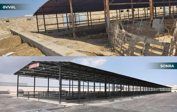 Məmmədli kəndində heyvan bazarının fəaliyyəti bərpa edilib - FOTO - VİDEO