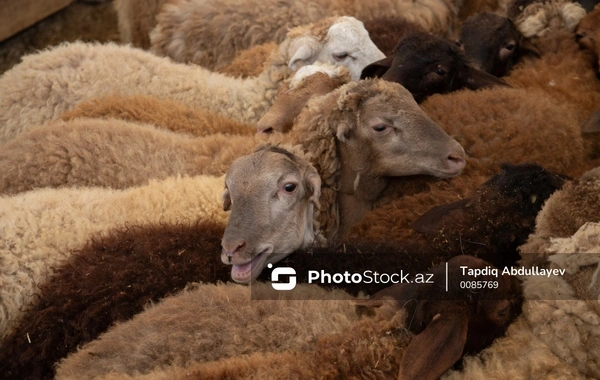 Siyəzəndə qoyun-keçi oğrusuna hökm oxundu