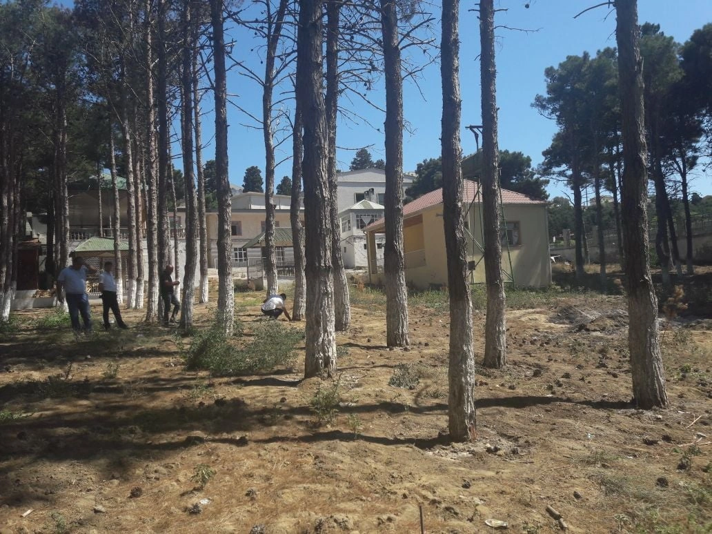 Bakı, Sumqayıt və Abşeronda ağaclar kəsildi: Dəyən zərər...