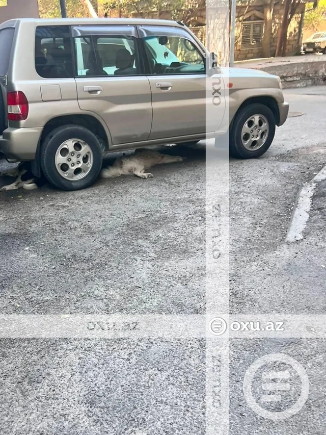 Binəqədi sakinləri sahibsiz itlərdən gileylənirlər: "Binaya rahat girib-çıxa bilmirik" - FOTO