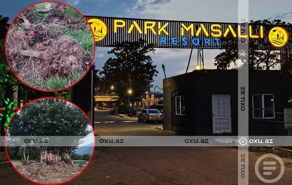 Masallıda restoran rəhbərliyi ağacların kökündən çıxarılmasına görə CƏRİMƏLƏNDİ - FOTO