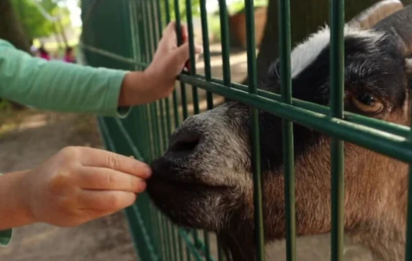 Avstraliyada zooparkda infeksiyaya yoluxan üç yaşlı qız öldü