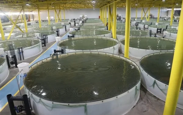 FAO Azərbaycana balıqçılıq təsərrüfatının inkişafı üzrə beşillik plan hazırlamağı təklif edib
