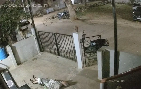 Meymun tanınmış yazıçının həyat yoldaşını öldürdü - Hücumun anbaan görüntüsü