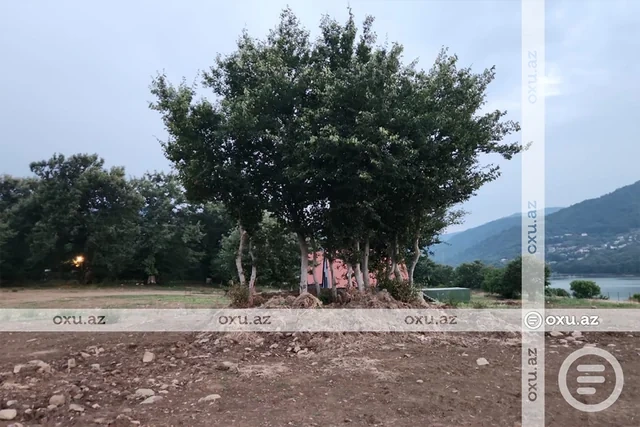 Masallıda restoran rəhbərliyi ağacların kökündən çıxarılmasına görə CƏRİMƏLƏNDİ - FOTO
