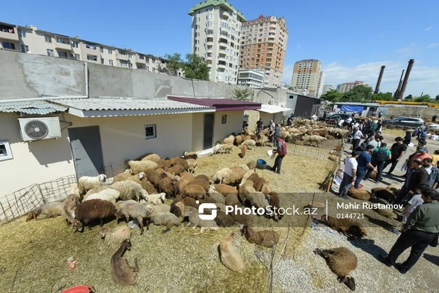 Bayram günündə qurbanlıq heyvanların satış və kəsimi - FOTOREPORTAJ