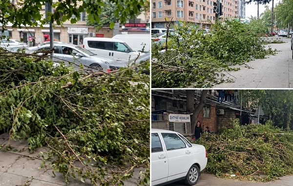 Binəqədidə ağacların doğranmasından Yaşıllaşdırma Təsərrüfatı Birliyinin xəbəri yoxdur? - Foto/Video