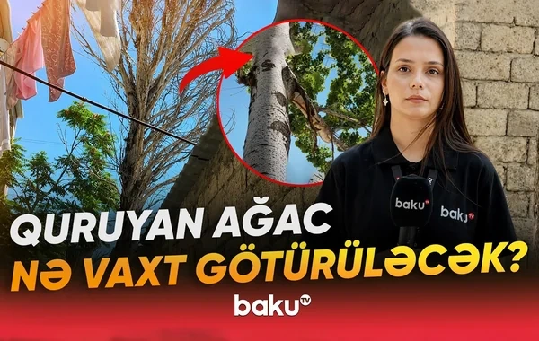 Bakıxanovda nəhəng ağac hər an faciəyə səbəb ola bilər - VİDEO
