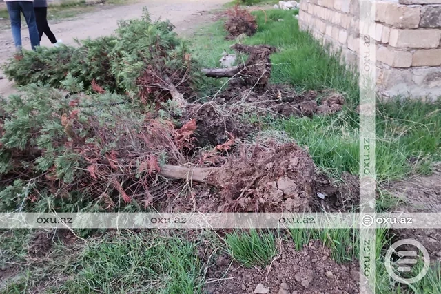 Masallıda restoran rəhbərliyi ağacların kökündən çıxarılmasına görə CƏRİMƏLƏNDİ - FOTO