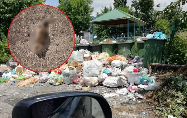 Qəbələdə üfunət və iri siçanlardan şikayət: Sakinlərin kömək istədiyi məsələyə REAKSİYA