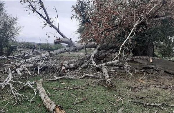 Bakıda güclü külək nəticəsində 6 ağac aşdı